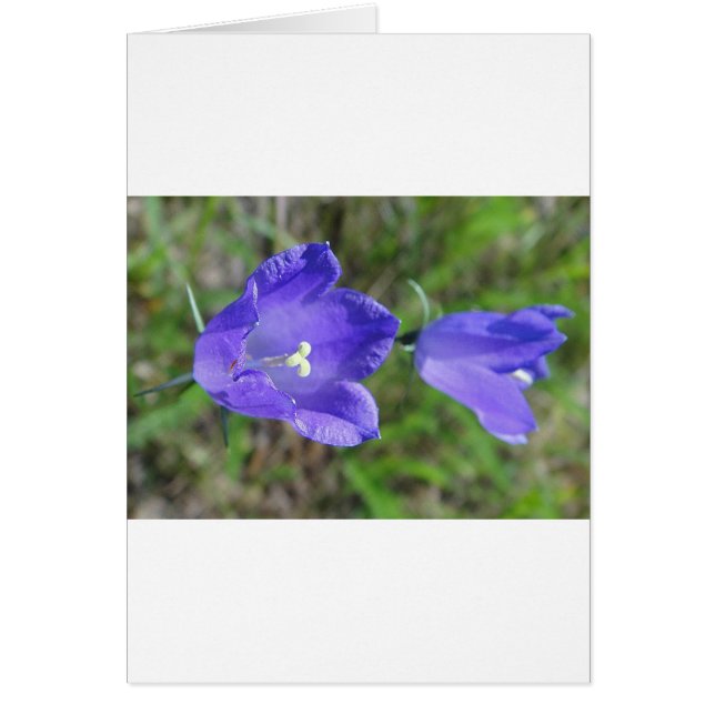 Zwei blaue Glockenblumen Hälsningskort (Framsidan)