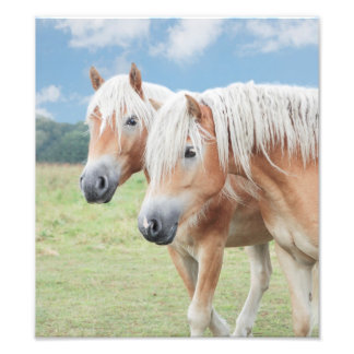 zwei Haflinger Pferde Fototryck