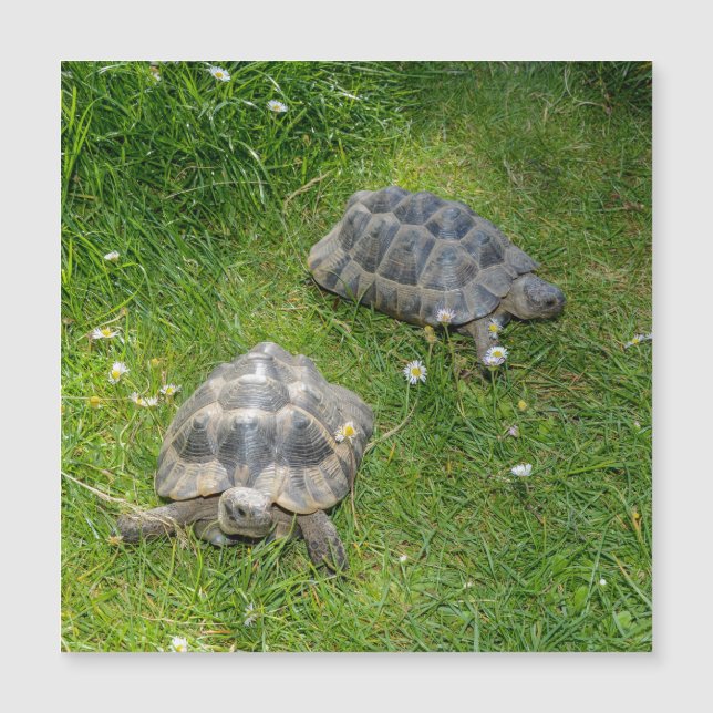Zwei Schildkröten in grünem Gras (Framsida)