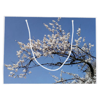 Zweig der Kirschblüte