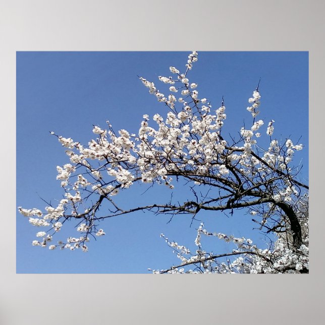 Zweig der Kirschblüte Poster (Framsidan)