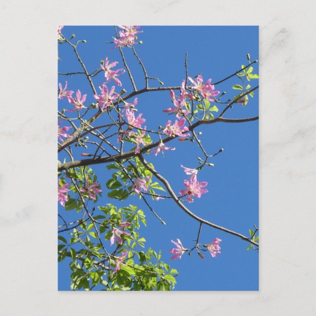 Zweig mit Blumen Vykort (Framsida)