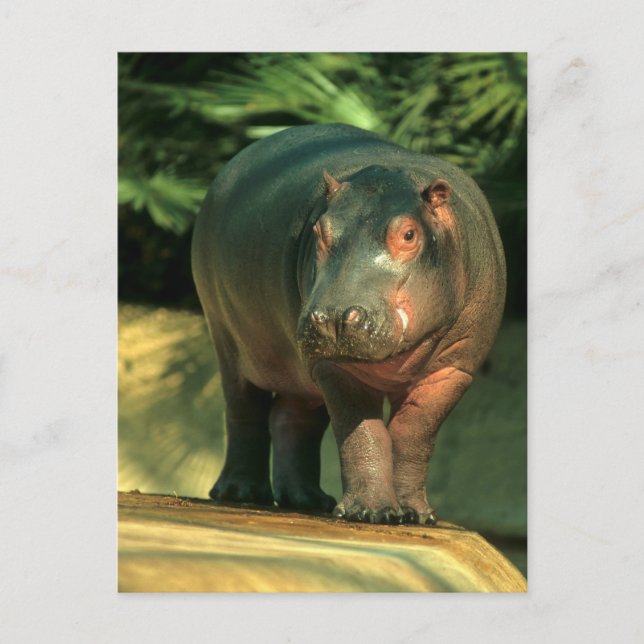 Zwergflusspferd (Choeropsis liberiensis) Vykort (Framsida)