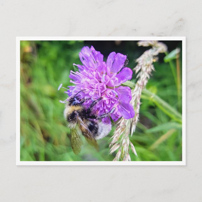 Zwischen Blüte & Brummen – Natur im Kleinformat Vykort (Framsida)