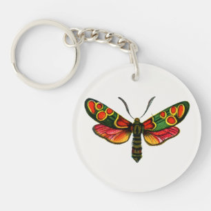 Zygaena carniolica - Crepuscular Burnet Moth