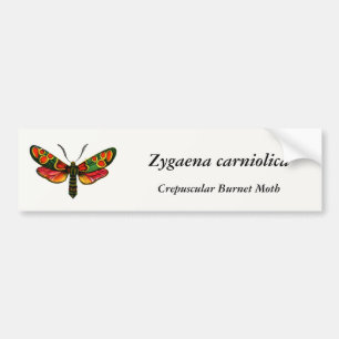 Zygaena carniolica - Crepuscular Burnet Moth Bildekal