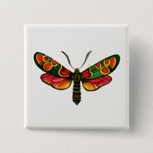 Zygaena carniolica - Crepuscular Burnet Moth Knapp