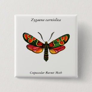 Zygaena carniolica - Crepuscular Burnet Moth Knapp