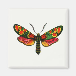 Zygaena carniolica - Crepuscular Burnet Moth Magnet