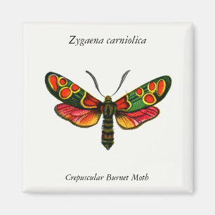 Zygaena carniolica - Crepuscular Burnet Moth Magnet