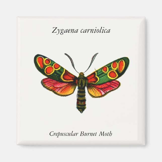 Zygaena carniolica - Crepuscular Burnet Moth Magnet (Framsidan)