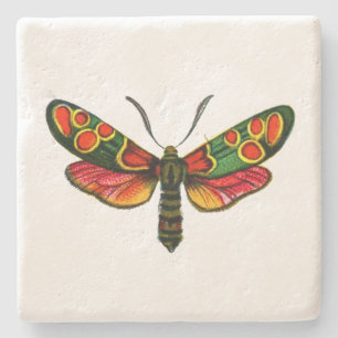 Zygaena carniolica - Crepuscular Burnet Moth Stenunderlägg