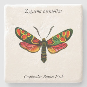 Zygaena carniolica - Crepuscular Burnet Moth Stenunderlägg