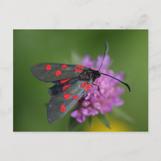 Zygaena ephialtes vykort (Framsida)