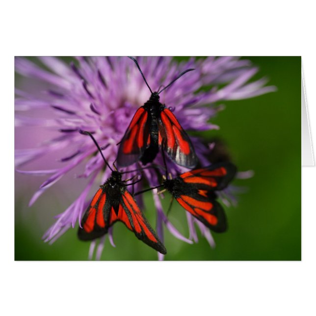 Zygaena puralis hälsningskort (Framsidan Horizontal)