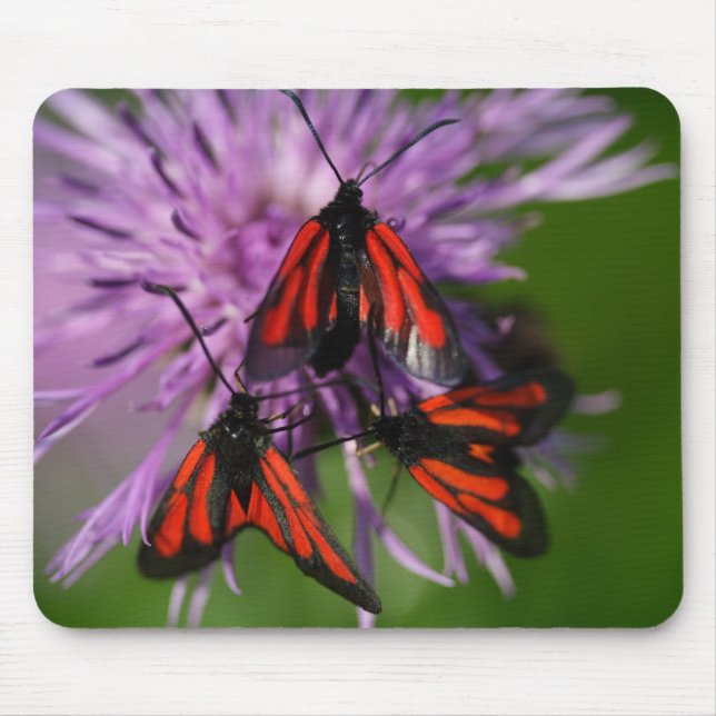 Zygaena puralis musmatta (Framsidan)
