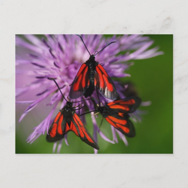 Zygaena puralis vykort (Framsida)
