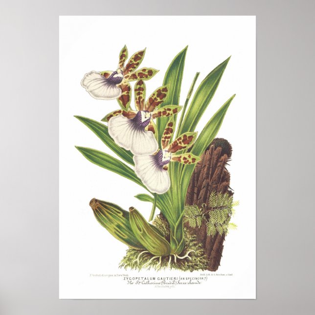 Zygopetalum gautieri poster (Framsidan)