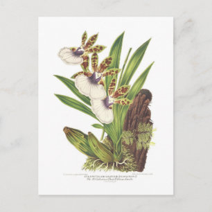 Zygopetalum gautieri vykort