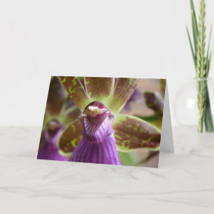 Zygopetalum Orchid Kort