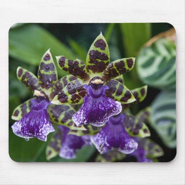 Zygopetalum Orchid Mousepad Musmatta (Framsidan)