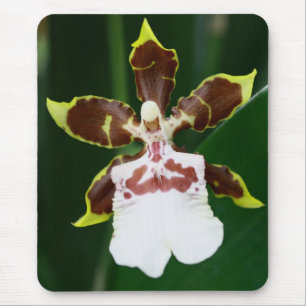 Zygopetalum Orchid Musmatta