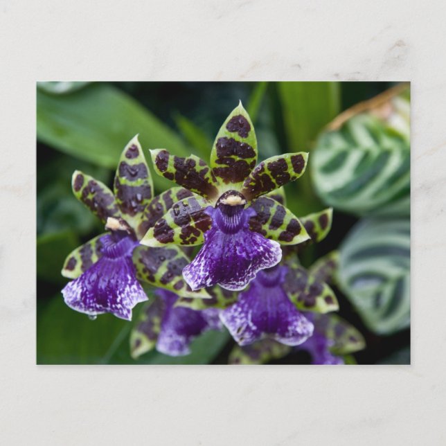 Zygopetalum Orchid-vykort Vykort (Framsida)