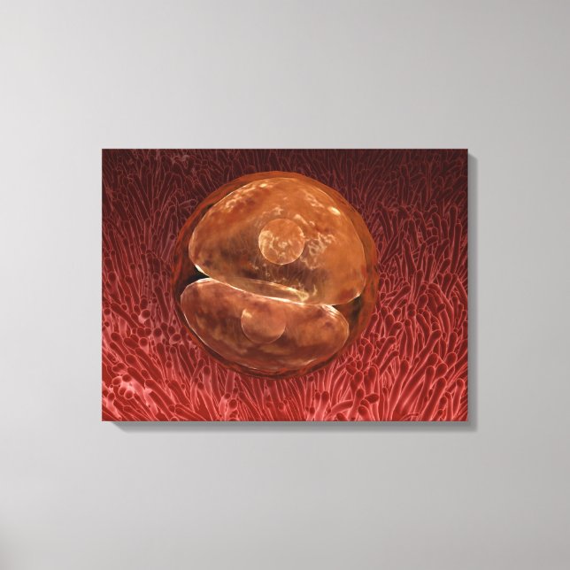 Zygote Development: 24-36 timmar Canvastryck (Framsida)