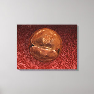 Zygote Development: 24-36 timmar Canvastryck