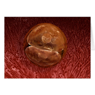 Zygote Development: 24-36 timmar Hälsningskort
