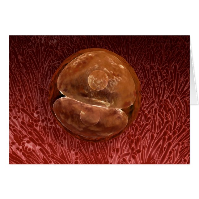 Zygote Development: 24-36 timmar Hälsningskort (Framsidan Horizontal)