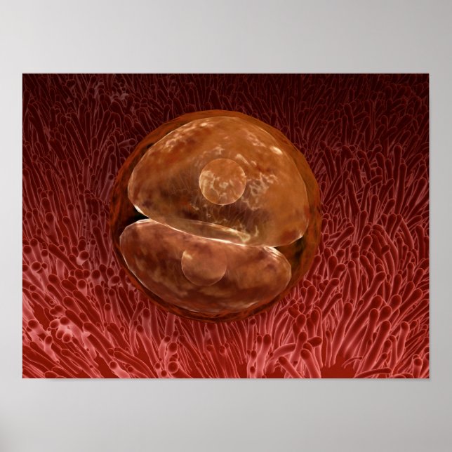 Zygote Development: 24-36 timmar Poster (Framsidan)