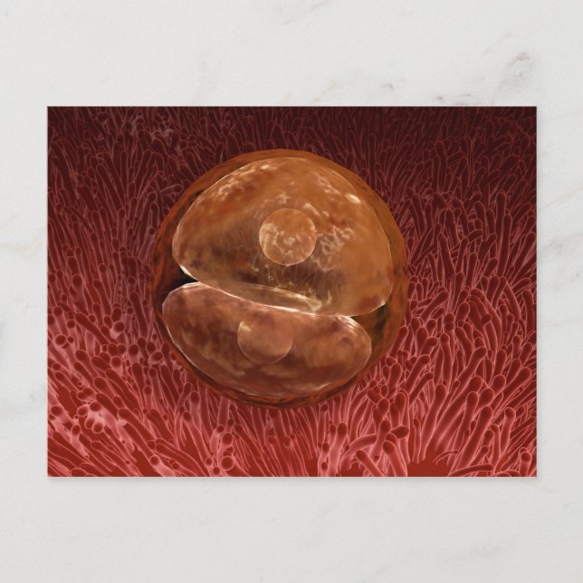 Zygote Development: 24-36 timmar Vykort (Framsida)