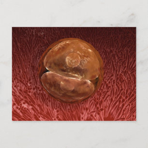 Zygote Development: 24-36 timmar Vykort