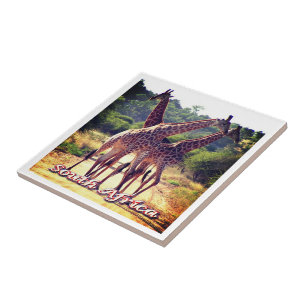 zZA011 SOUTH AFRIKA, Giraffes Kakelplatta