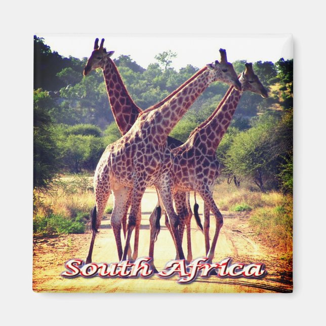 zZA011 SYD-AFRIKA, Giraffes, Fridge Magnet (Framsidan)