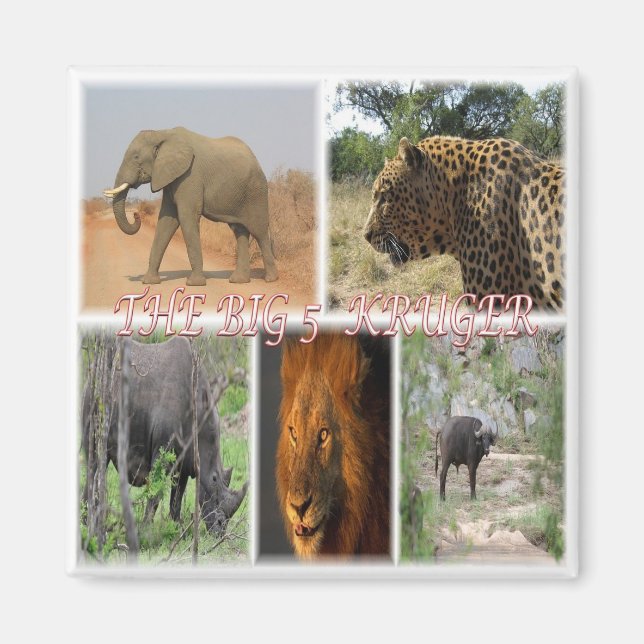 zZA027 SÖDRA AFRIKAN, BIG 5 i KRUGER NP Fridge Magnet (Framsidan)